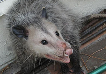 Opossums