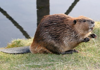 Beavers