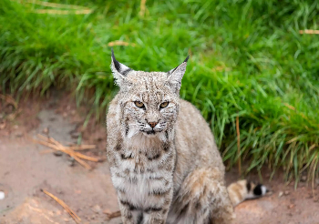 Bobcats