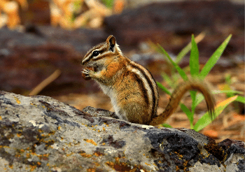 Chipmunks