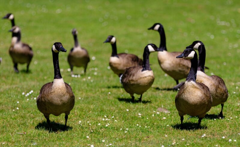 Geese