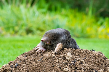 Moles