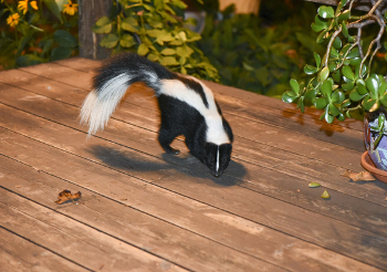 Skunks