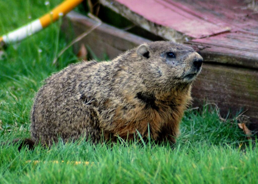 
									
									Woodchucks/Groundhogs