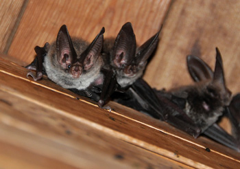 Bats