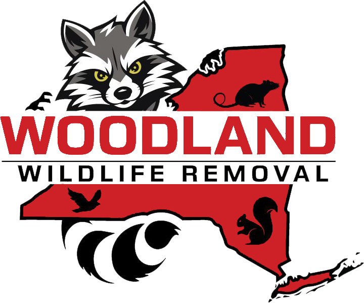 Woodland Wildlife Removal - Putnam, Westchester, Dutchess New York